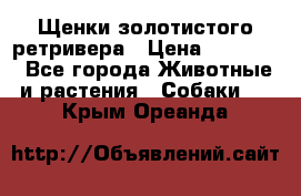 Щенки золотистого ретривера › Цена ­ 15 000 - Все города Животные и растения » Собаки   . Крым,Ореанда